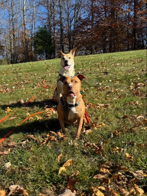 Loki and Ginny on an autumn walk