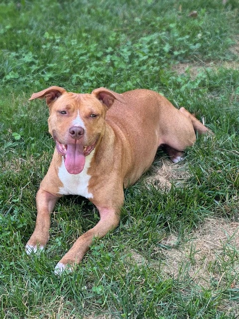 Ginny lounging happily in the grass