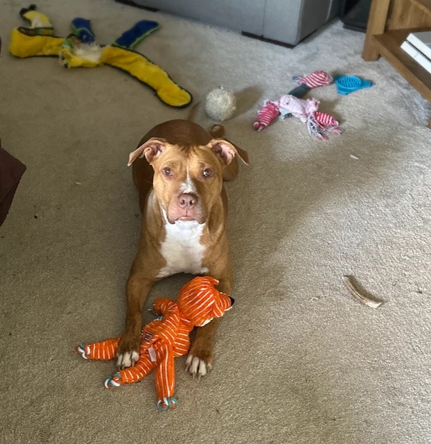 Ginny surrounded by toys