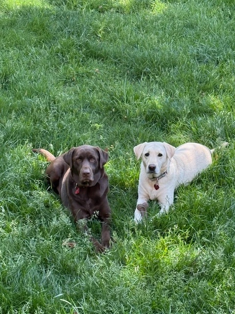 Two regular guests, a chocolate Lab and a yellow Lab, relaxing in the yard
