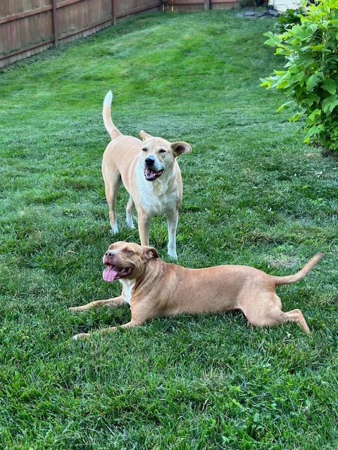 Loki and Ginny grinning in the fenced backyard