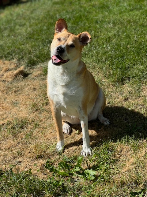 Loki, a yellow and white dog with big ears, sitting in the sun