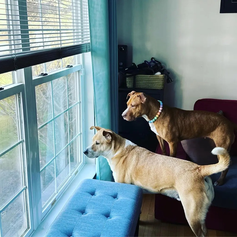 Loki and Ginny gazing out the front window